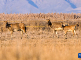 黄河湿地 呦呦鹿鸣