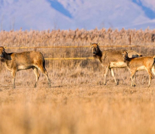 黄河湿地 呦呦鹿鸣