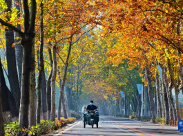 立冬将至 秋韵未央